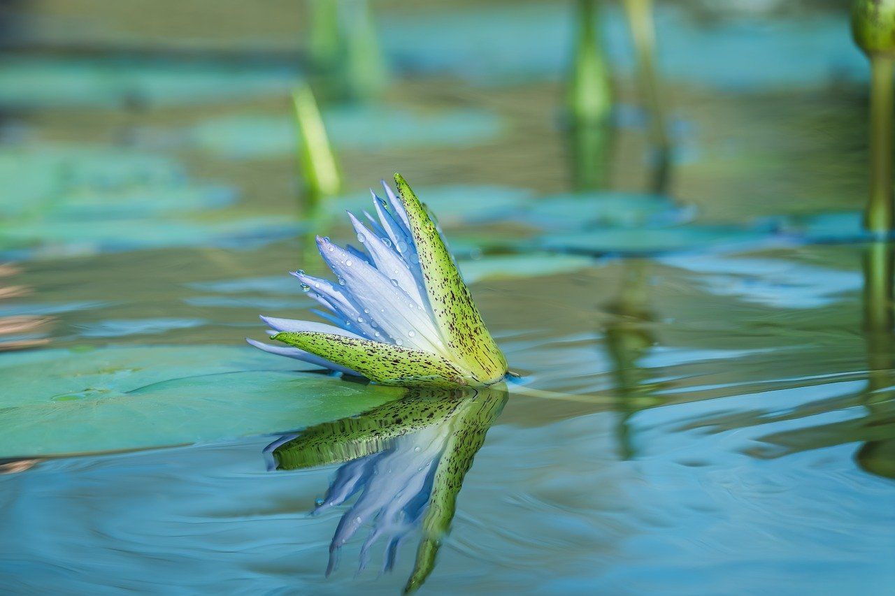 A light blue water lily bud with green petals reflects in calm blue water.