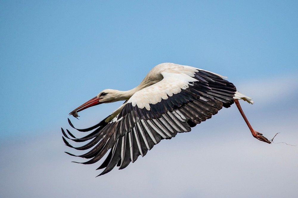 White stork with black wingtips flying gracefully against a blue sky.