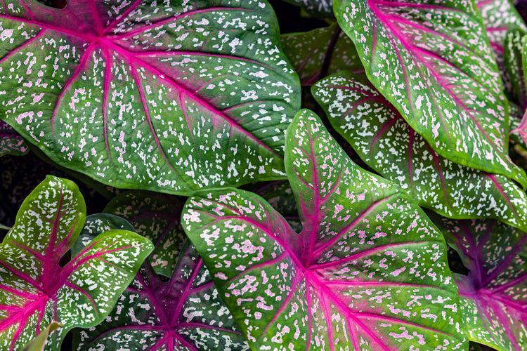 Green, speckled leaves with prominent vibrant pink veins and borders filling the frame.