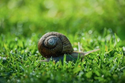 A garden snail with a brown spiral shell slowly moves across vibrant green grass.
